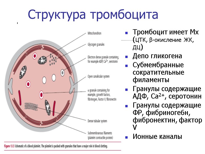 Структура тромбоцита Тромбоцит имеет Мх (ЦТК, β-окисление ЖК, ДЦ) Депо гликогена Субмембранные сократительные филаменты